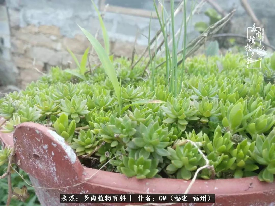 寒山转苍翠,秋水日潺湲——多肉未央,睹物思人!