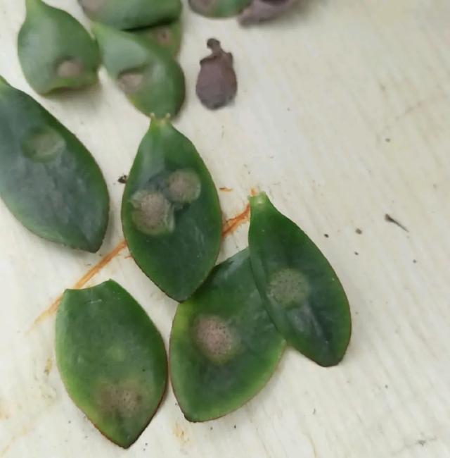 雨水|10种不能淋雨的花,淋完雨就死,盆栽养花注意事项