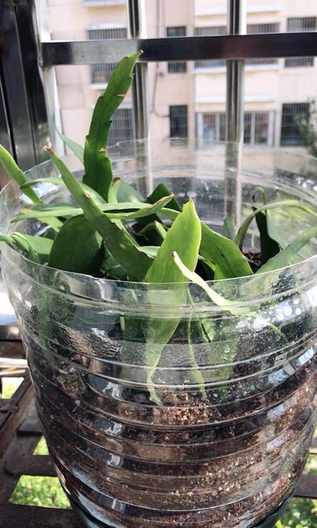 室内盆栽“新宠”—小叶昙花,每年开花好几次,一卉能熏一室香