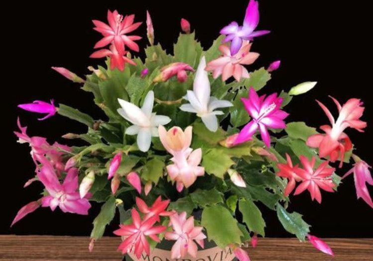 嫁接|3种花,1棵开出“五彩花”,只差这“1步”,懒人也能养得好,美