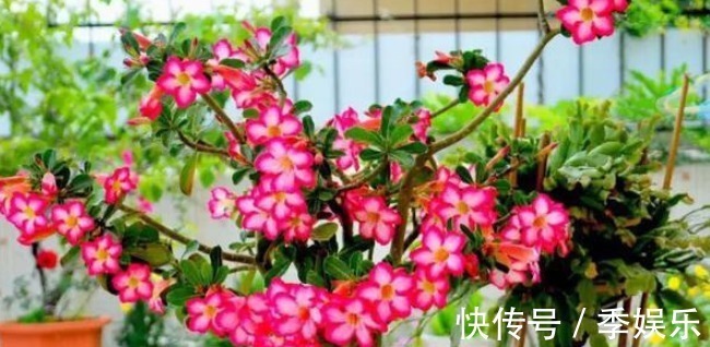 重瓣|有种比玫瑰还美的花,不仅漂亮而且花期长,放在太阳下长势最好!