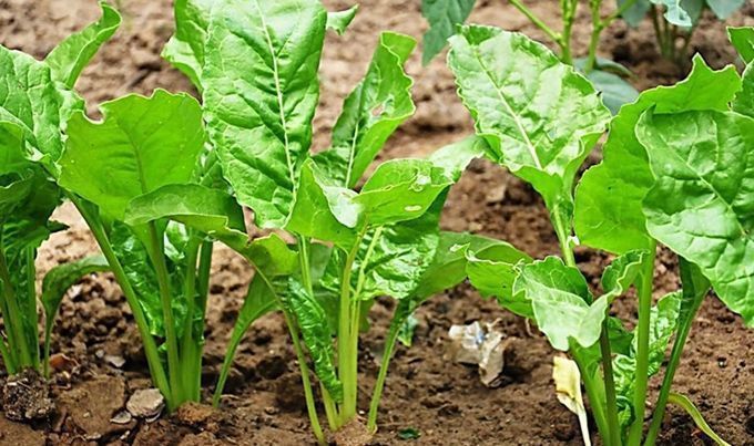 牛皮菜|农村常见的牛皮菜，这么好的青菜，竟然沦落为“猪食”