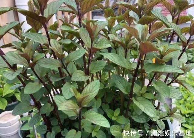 吸臭强性强的4种花,有洁癖一定要养,效果不仅明显还省事!