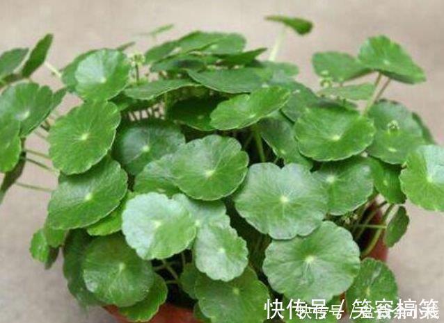 养花就养这几款,招财纳福,好运天天到,聪明人都在养