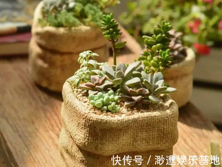 土壤|小摊贩废弃的煤渣,没想到是种多肉的绝佳利器,但你要适当处理
