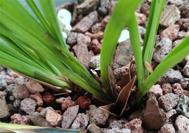根系|夏天兰花烂根,别犹豫,做对1件事,新根冒不停