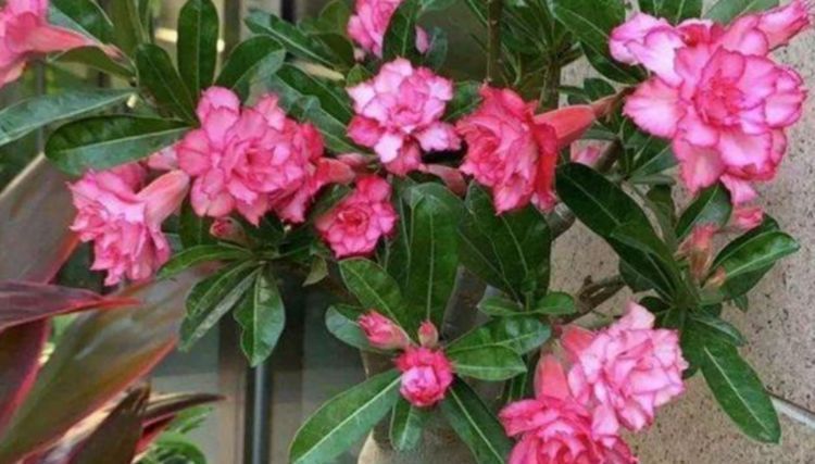 “四朵花”最适合懒人养,埋在土里就活,水疯狂地长,漂亮的开花期长