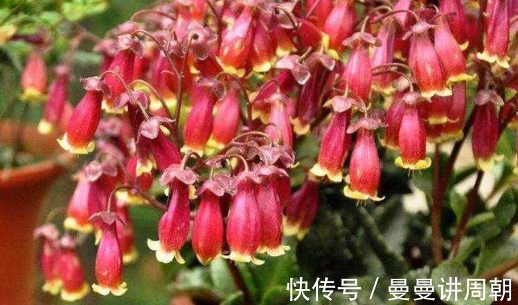 太阳花|聪明人都养4种花，看了就让人沉醉，年年开花不断，美