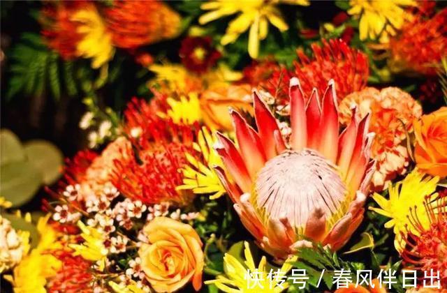 分化|这四种花是“旱鸭子”，叶片干焦也别急着浇水，旱养才能顺利开花