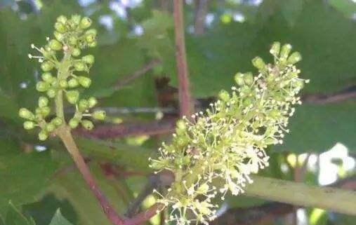 葡萄的花序与花絮是有区别的 别再傻傻分不清了 快资讯