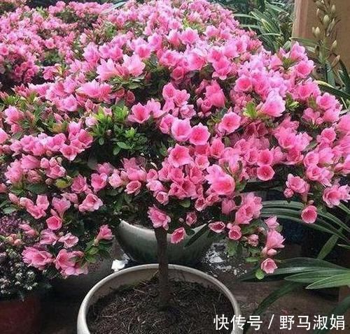 盆栽石榴用什么土最好 盆栽石榴用什么土最好
