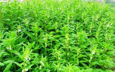 葡萄皮|好食物才能吃出好身体,3种食物不错过,补充营养,有益健康!