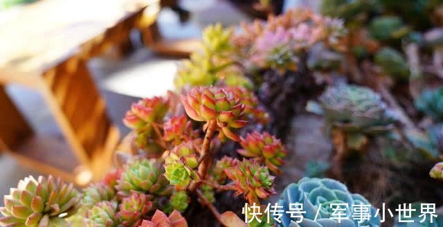 秋丽|养多肉却不会浇水,不用急,用好“四季浇水表”,不徒长不黑腐