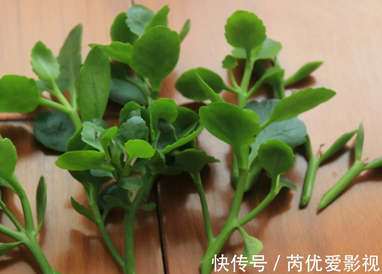 盆栽花谢后就扔掉？太浪费了，这3样“弄一下”年年开花