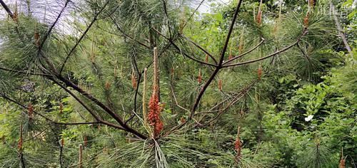 见到|松树身上一种稀罕物,老农常用它泡酒,晒干60元一斤,见到别错过