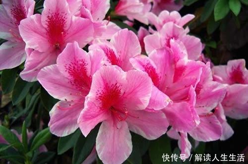 世界最毒的花有哪些十种最毒的花!