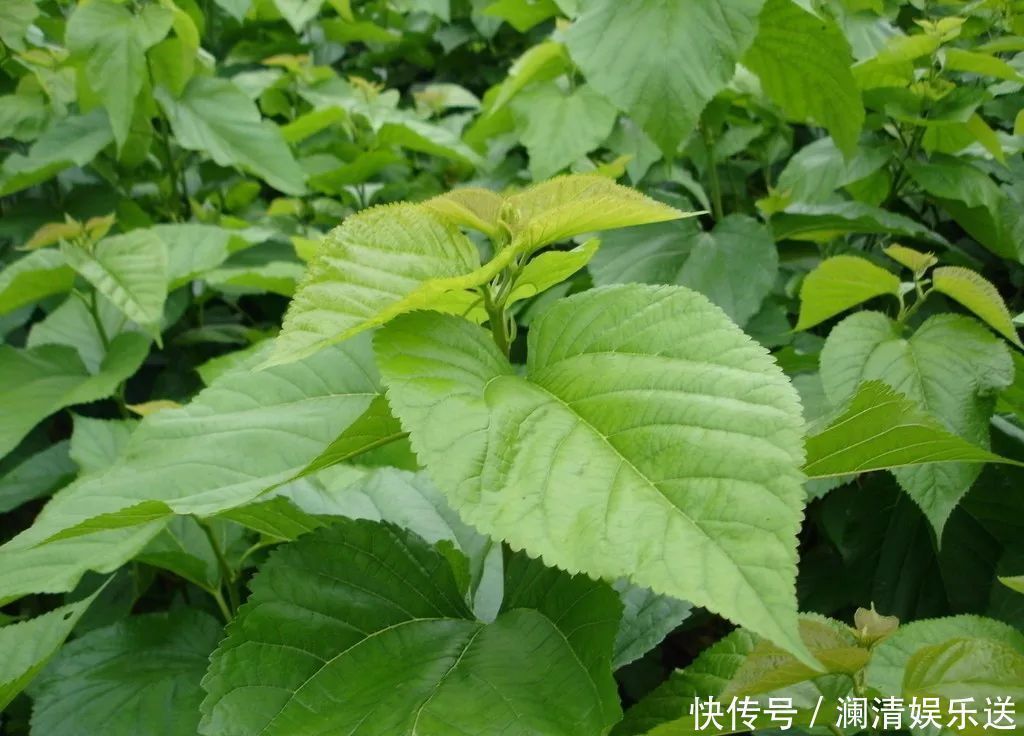 黄褐斑|你脸上有斑吗农村一种常见树叶,专治黄褐斑,效果好还不花钱!