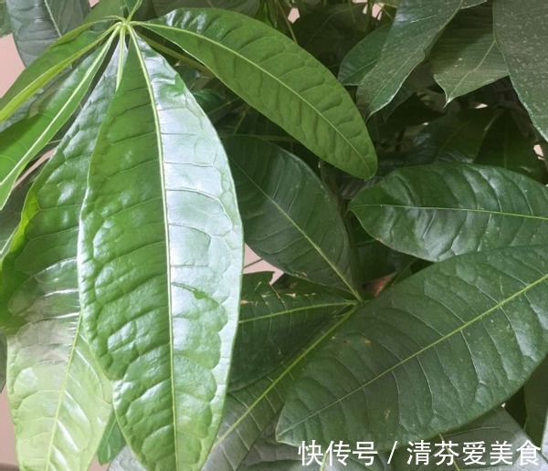 植物|家里常备这3种水溶液,养绿萝吊兰、发财树,个个枝繁叶茂根壮