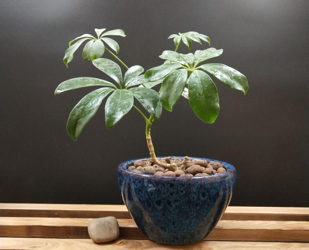 浇灌|这6种常见药，人吃不完就拿来养花，操作简单，效果好