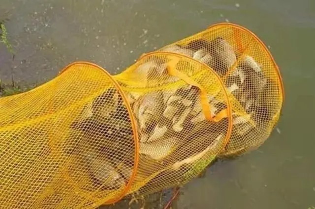 谷物|小鲫鱼泛滥,饵料下水就被抢?用了这几招上的都是大板鲫!