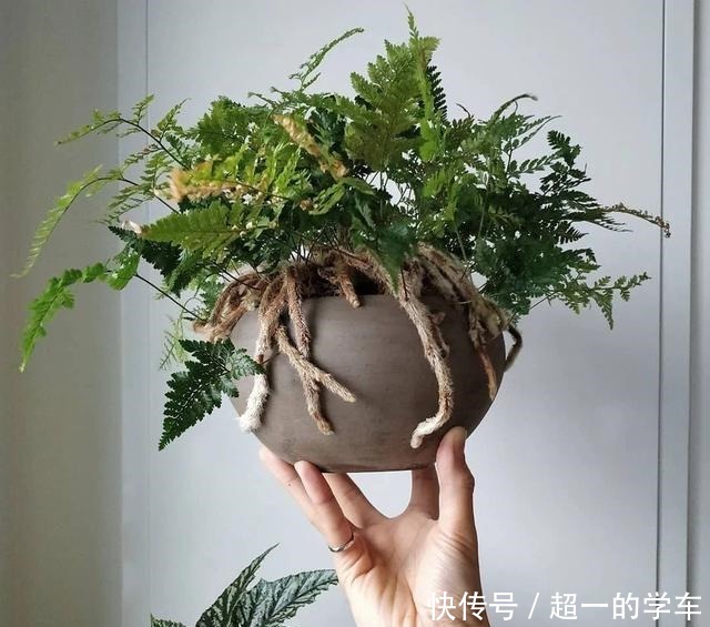 卫生间里少不了8种植物,水培土培都可以,阴凉潮湿处容易养好!