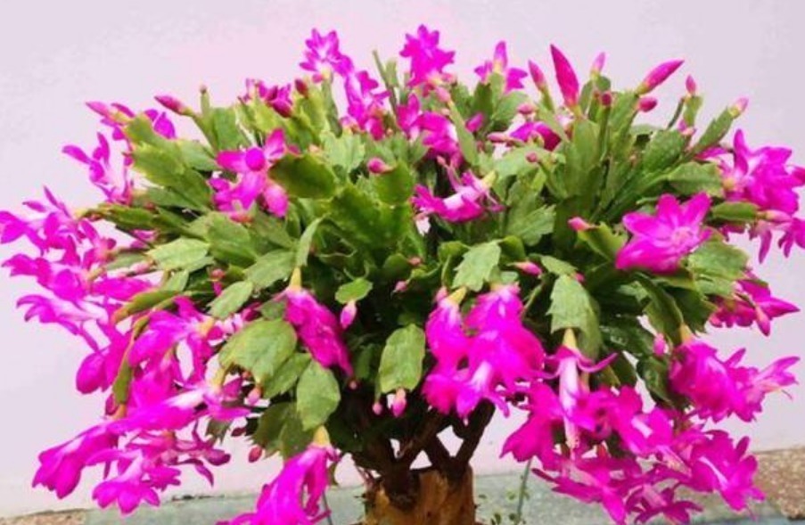 花苞|“蟹爪兰”想要开花不断，遮黑一下，再10天一杯“它”，花苞狂长