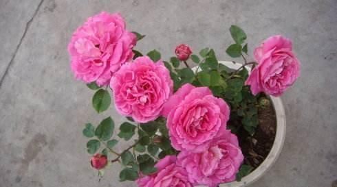 扦插月季学会5种方法,一个“窍门”全能活,小苗“泛滥”,变成月季园