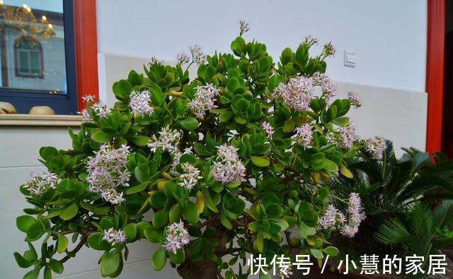 生长发育|养了多年的玉树为什么不开花?想要玉树开花,需要做好以下几点!