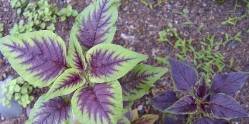 中年|3種農(nóng)村野外常見(jiàn)的野草,不僅是美味的野菜,還有很好的養(yǎng)生功效