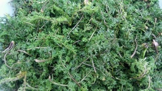 野菜|俗话说,养肝就是保命!3种野菜,养肝护肝,排毒养颜,预防长痘