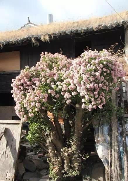 此6种花,给多少钱都不卖!个个都是养花牛人的杰作,价值上万