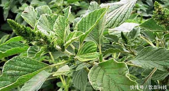 痔疮肿痛|民间称“仙草”,价值不菲,被列为“国宝”能入药当菜,还能护肝