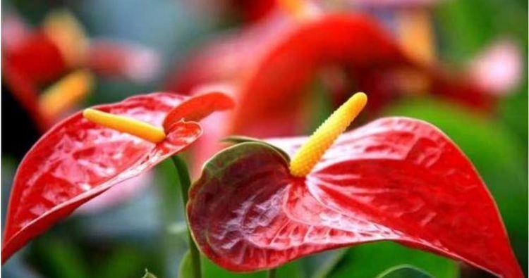 家养急症植物,随便养都能活,开花特漂亮,阳台开出花海