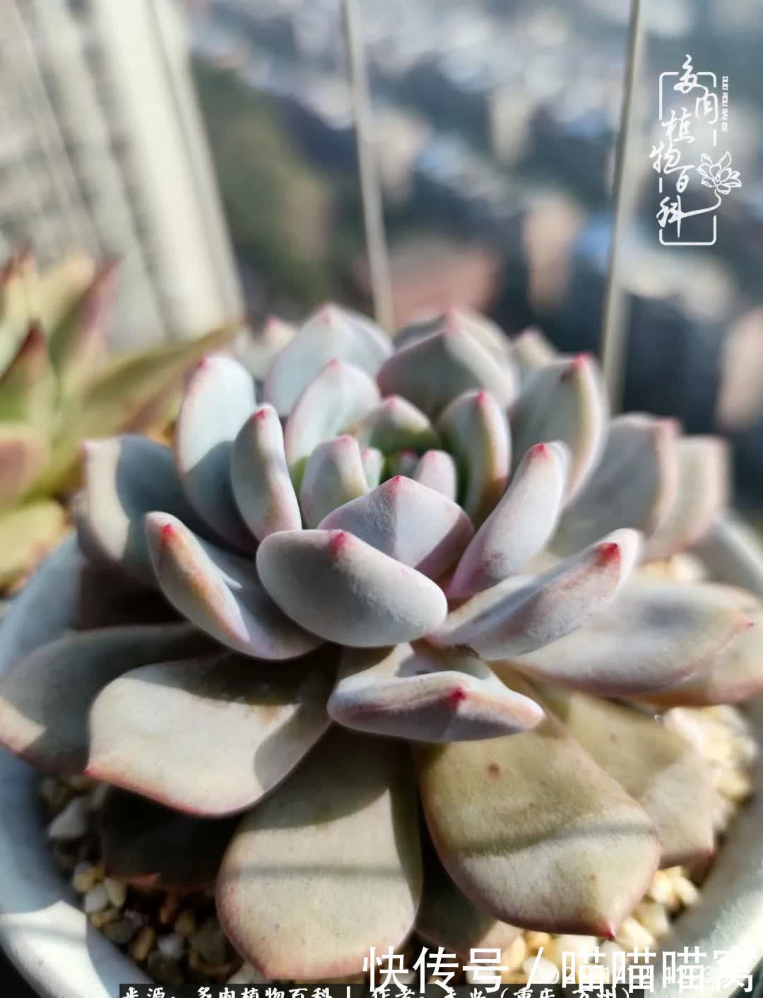 养肉多年,从未出坑过!养多肉是我最喜欢最坚持的爱好!