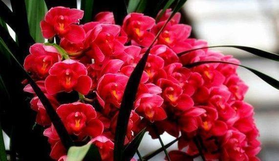 比“香水”还好闻的“4种花”,家里养1盆,满屋子清香四溢