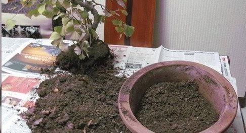 换盆的旧土里放点这个小东西,没想到变得比新土还要肥沃