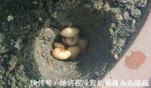 一个样|养花先“养根”，盆下埋点“它”，根系一天一个样，长疯了！