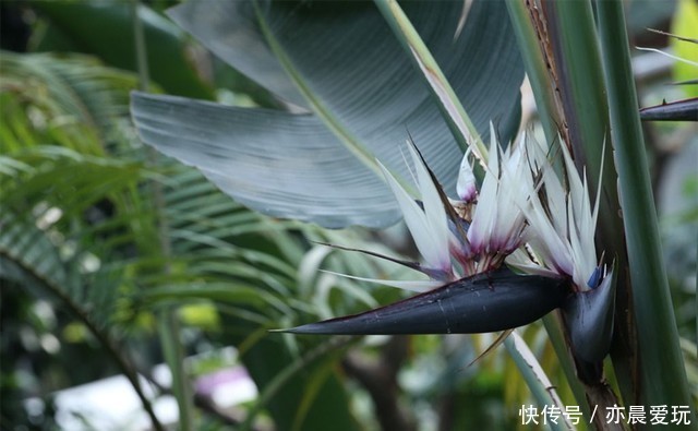 白花天堂鸟|最美不过天堂鸟,这4种极美的品种,不养实在可惜了