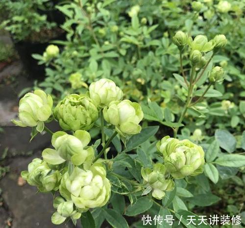 养护|4种冷门月季花，花多色艳，养的人却不多，全养的都是大神