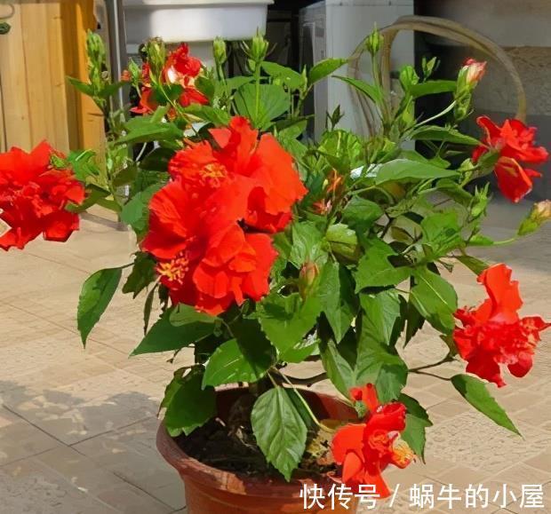 复合肥|5种漂亮花,7月养一盆正当时,越热开得越旺盛,花苞砰砰满枝头