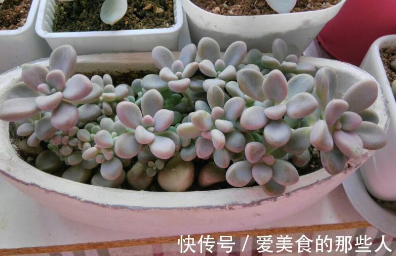 学会叶插,让多肉一盆变多盆,再也不用去外面买多肉了
