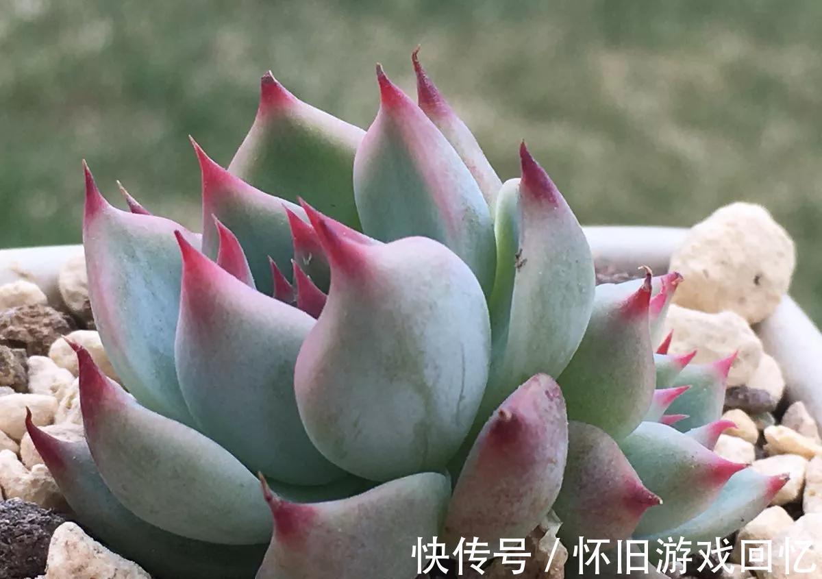 多肉中的美仙子，凭实力排在首榜，不养它是你的损失