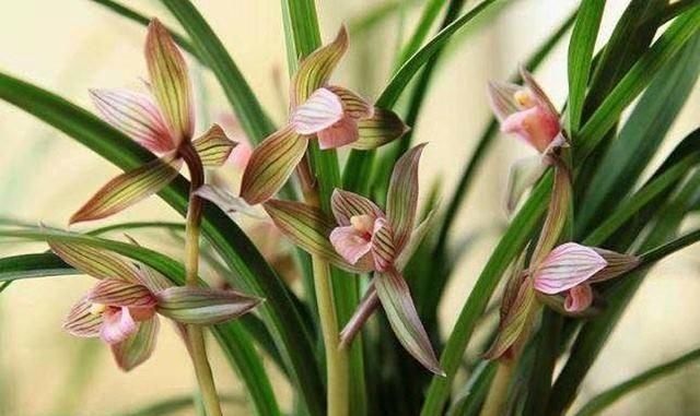 兰花|阳台养兰花,上盆做好5步骤,兰花发芽长得壮,年年开花香