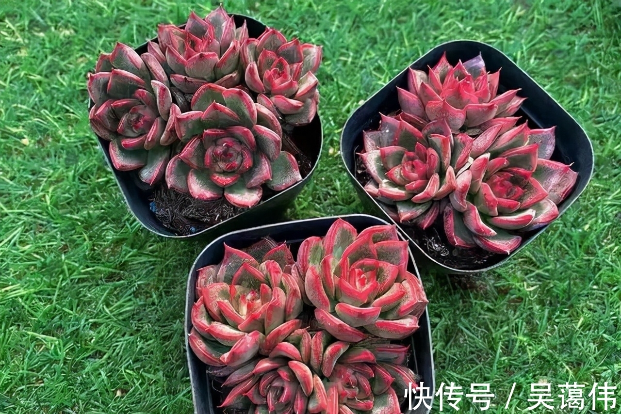 东云系多肉中的6匹黑马,都很漂亮,最后2款太贵了,再喜欢也等等