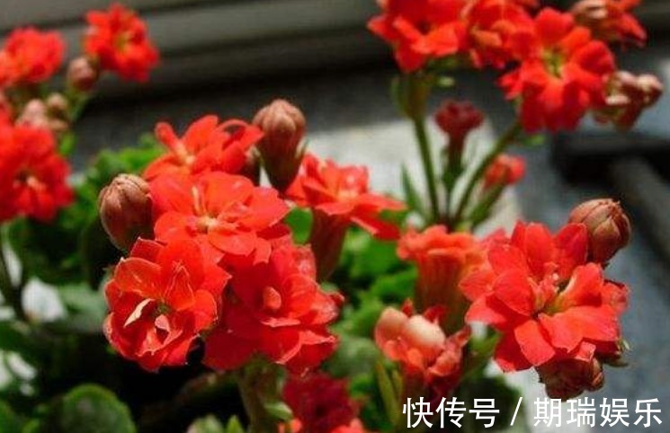 “两种花”沾土就能活,七天就生根,现在扦插还来得及!