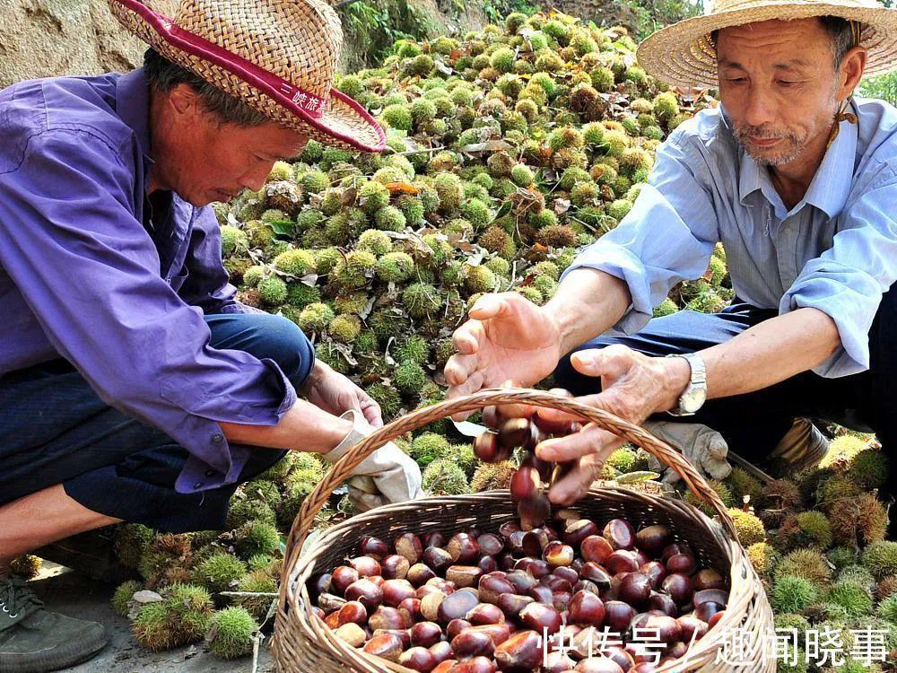 救命粮|饥年的救命粮,儿时一捡上百斤,剥壳就能吃,如今4元一斤很抢手