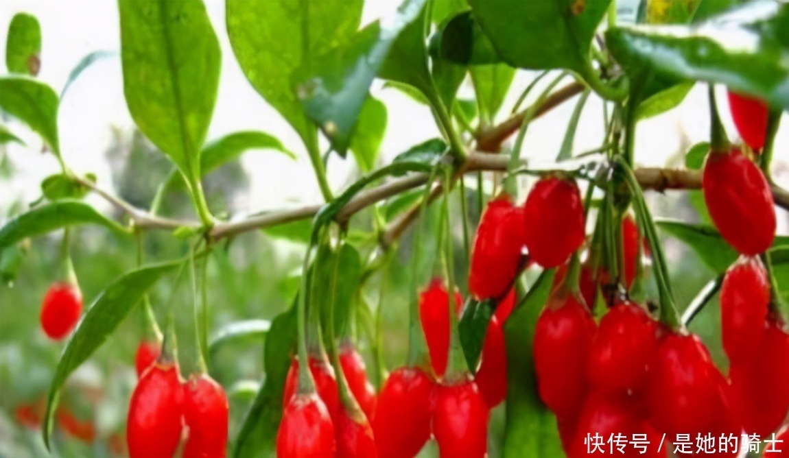 营养|想长寿全靠吃,3种食物离不开,补充营养,提高免疫力