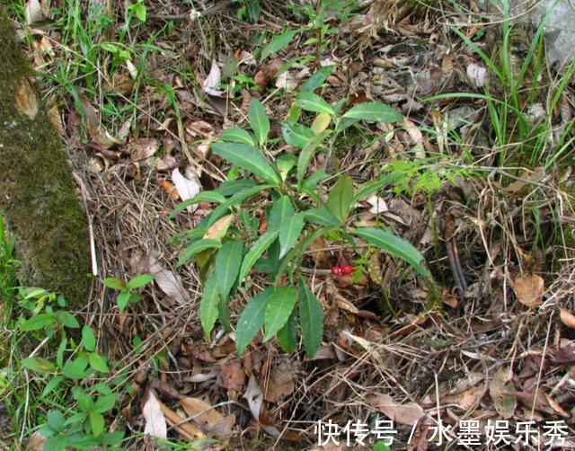 珍惜|春意浓去野外，碰见2种植物要珍惜，带回家当盆栽正合适