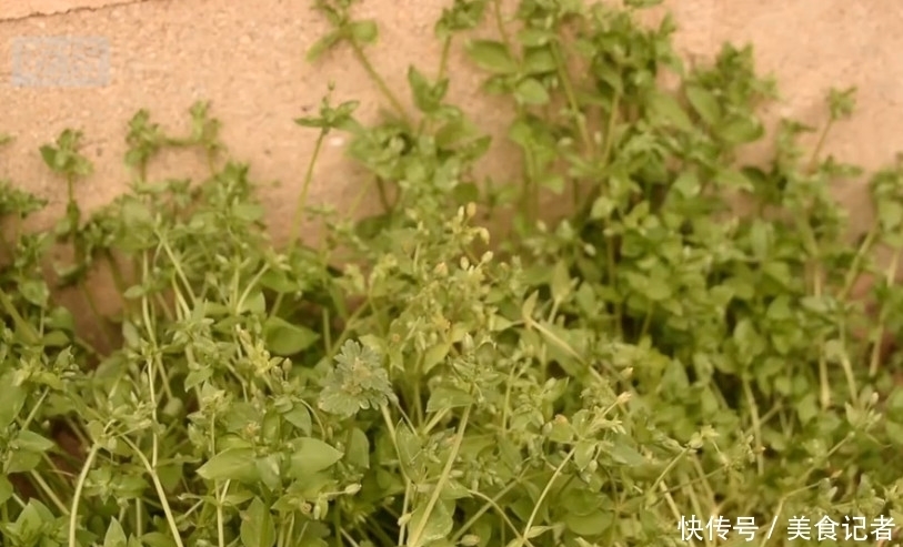 农村|人称“筋骨草”熬汤服用能舒筋活血,农村随处可见城里人不认识