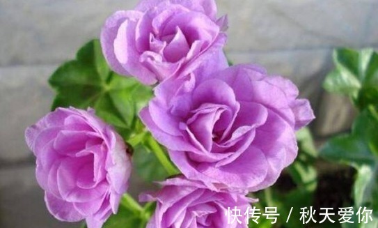 它花开如“玫瑰”，好养如绿萝，折个枝，插土就活，一开一大团